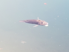 Sarotherodon melanotheron