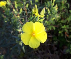 Cistus calycinus