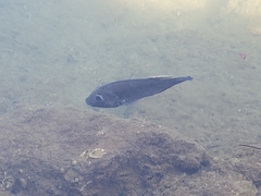 Sarotherodon melanotheron