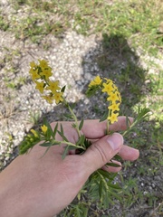 Euploca polyphylla