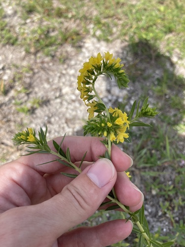 Euploca polyphylla, photograph 1
