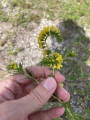 Euploca polyphylla, photograph Jade Fortnash, CC0, iNaturalist via GBIF