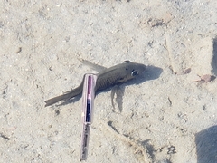 Sarotherodon melanotheron