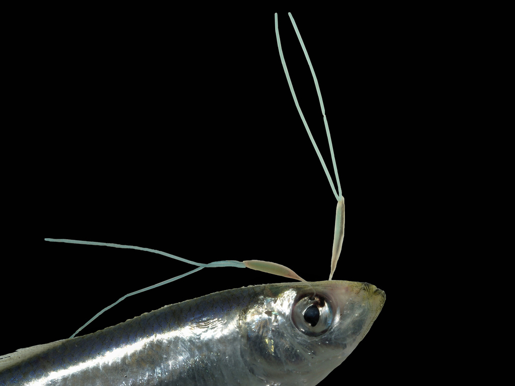 Eye-maggot