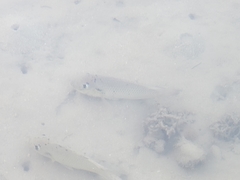 Sarotherodon melanotheron