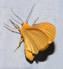 Pseudischnocampa nervosa