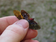 Copidocephala viridiguttata