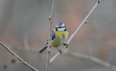 Cyanistes caeruleus