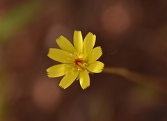 Calycoseris parryi