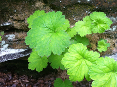 Heuchera missouriensis