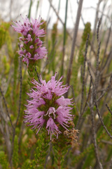 Stilbe overbergensis