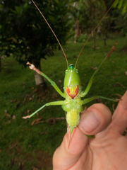 Neoconocephalus affinis