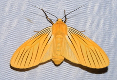 Pseudischnocampa nervosa