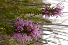 Stilbe overbergensis