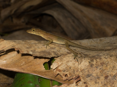 Anolis polylepis