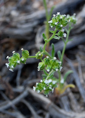 Cryptantha pterocarya