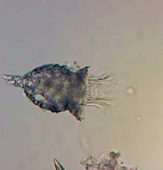 Codonella