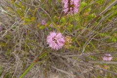 Stilbe overbergensis