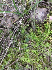 Lithophragma heterophyllum