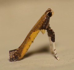 Caloptilia azaleella