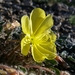 Large Yellow Desert Primrose - Photo (c) David Greenberger, some rights reserved (CC BY-NC-ND), uploaded by David Greenberger