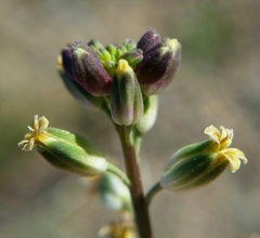 Streptanthus longirostris