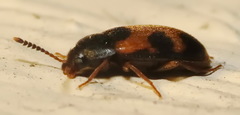 Mycetophagus punctatus