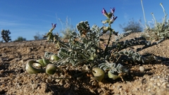 Astragalus tidestromii