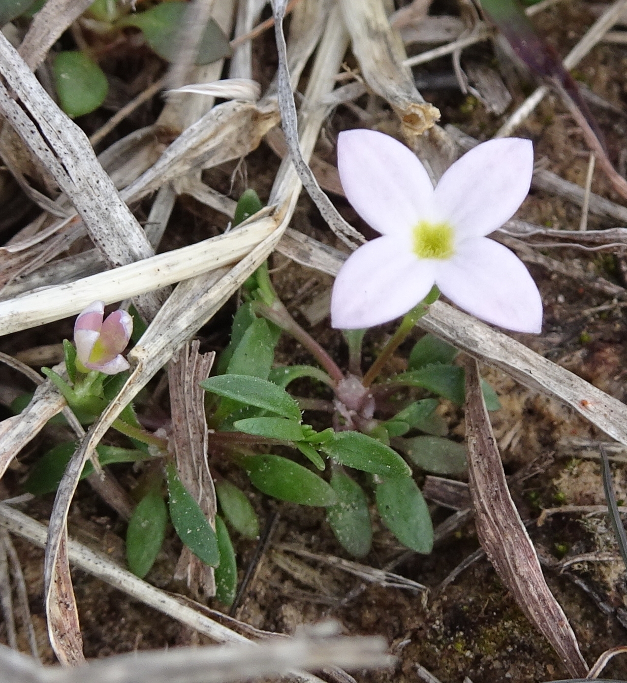 Houstonia rosea