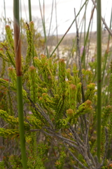 Stilbe overbergensis