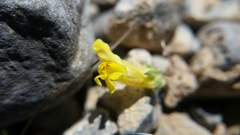 Neogaerrhinum filipes