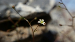 Nemacladus orientalis