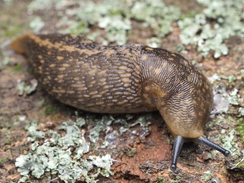 Yellow Cellar Slug