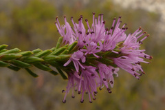 Stilbe overbergensis