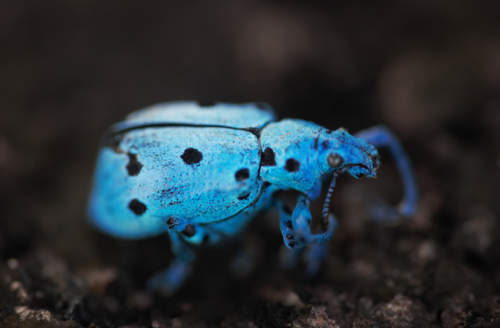 Ericydeus schoenherri