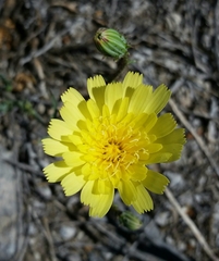 Calycoseris parryi