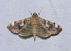 Pantographa