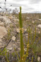Struthiola salteri