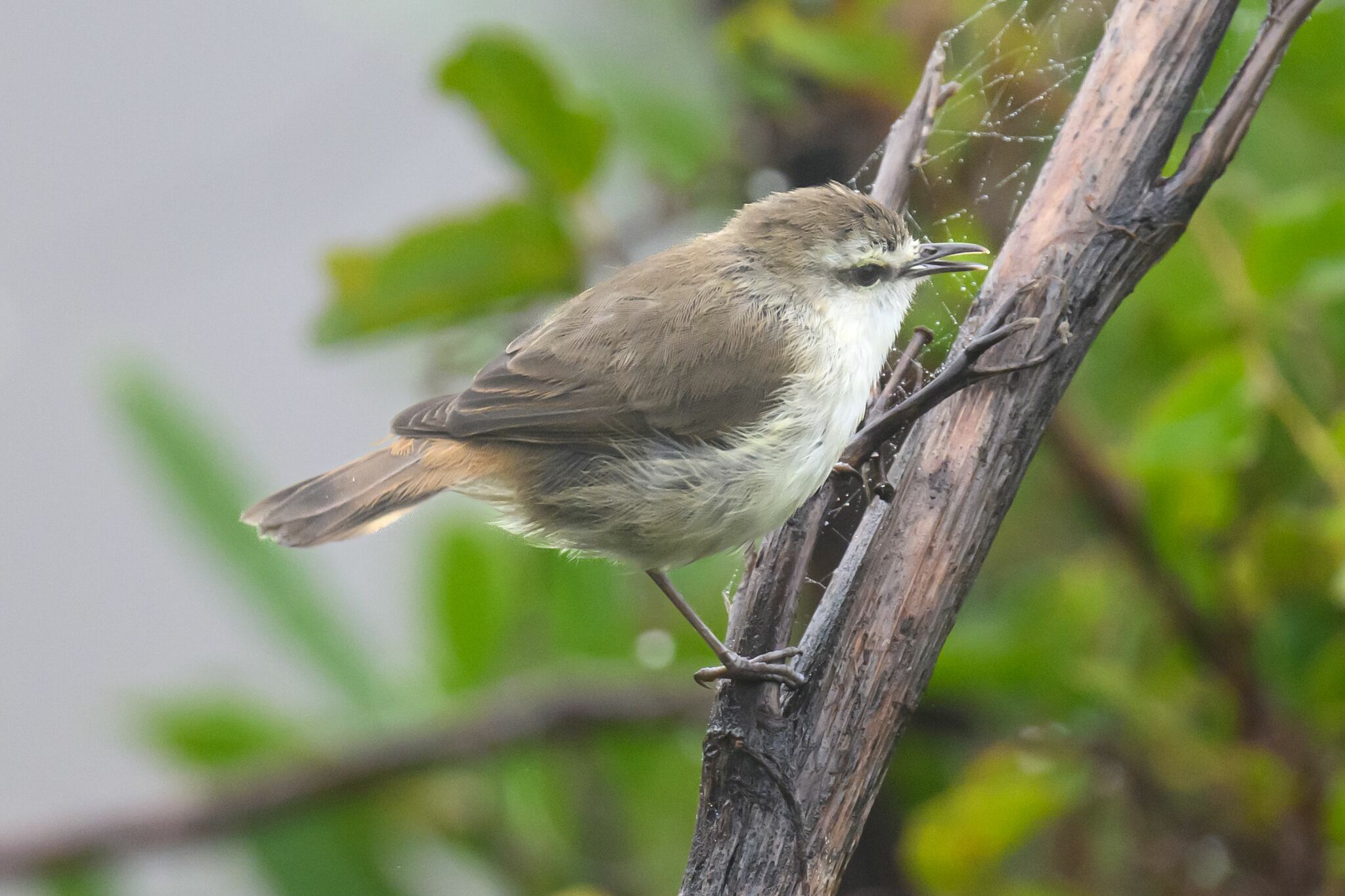 Chatham Islands Gerygone (Gerygone albofrontata), photo 4