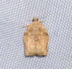 Clepsis abscisana