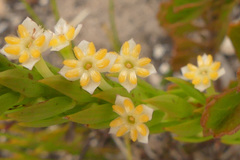 Struthiola salteri