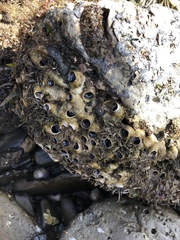 Dodecaceria fewkesi