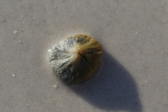 Cinachyrella