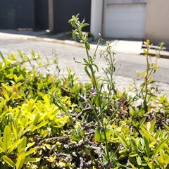 Dicliptera peduncularis