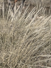 Muhlenbergia emersleyi