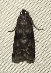 Sciota subcaesiella
