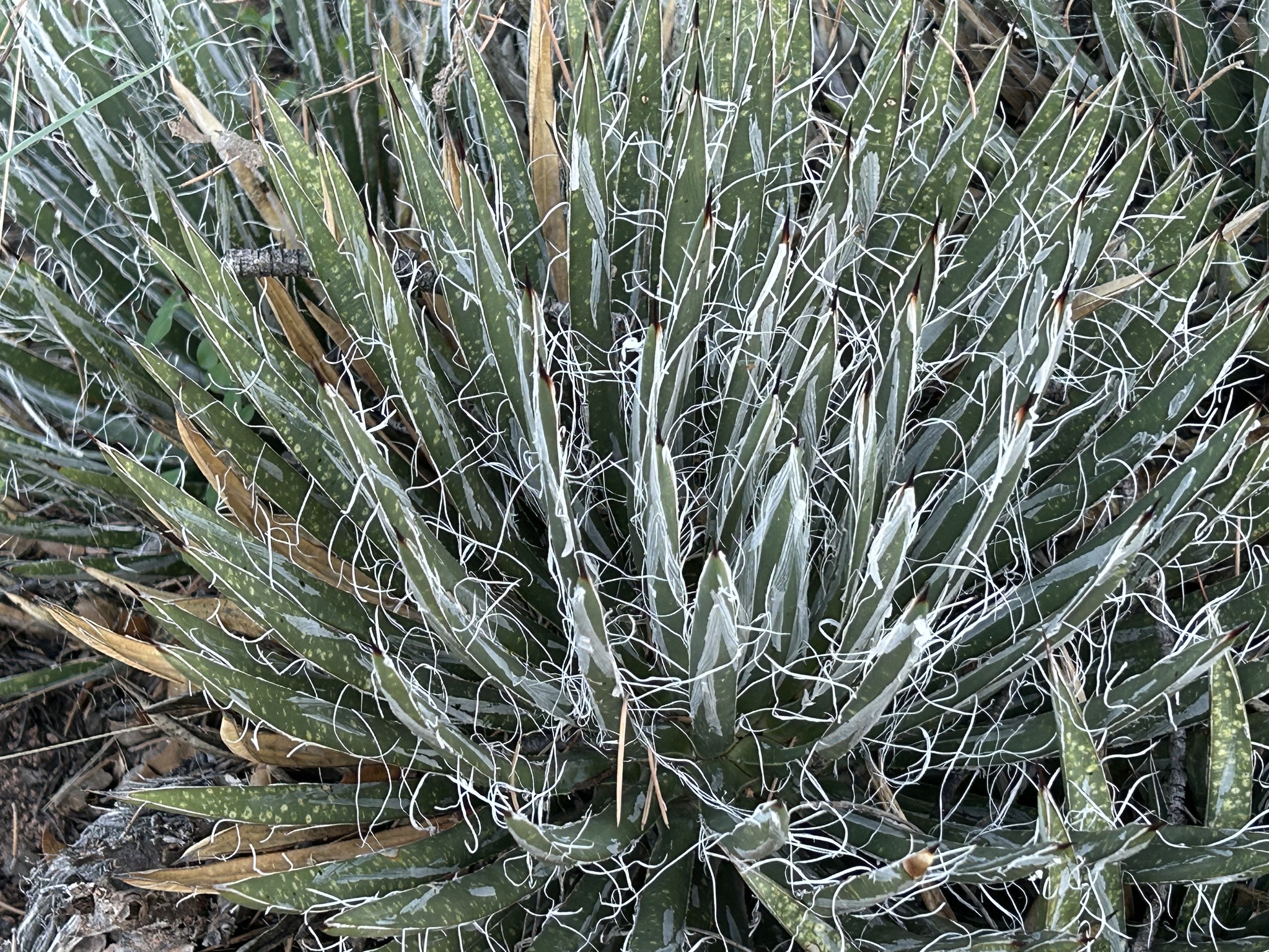 Toumey's century plant (Agave toumeyana)  iNaturalist