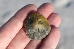 Cinachyrella