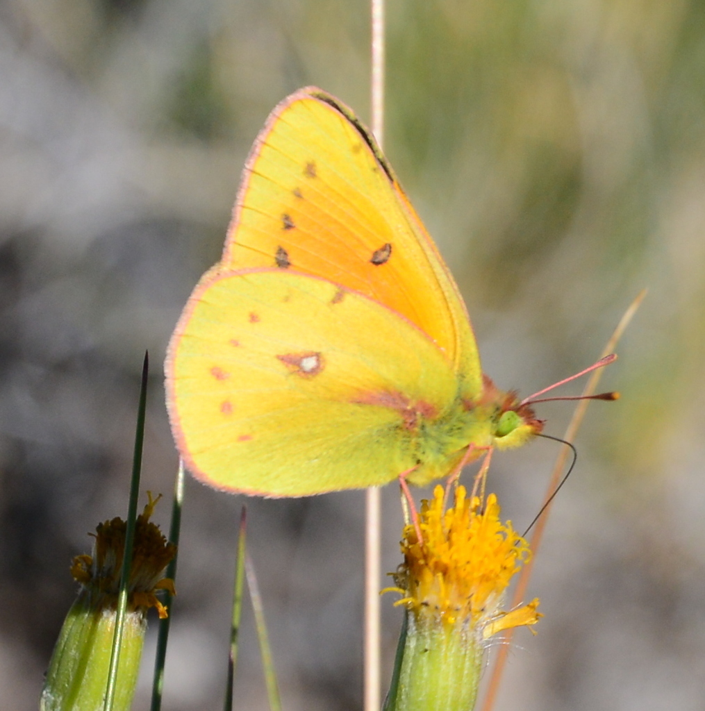 Isoca Patagónica (Insectos en huertas y jardines de Bariloche ...