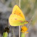 Colias vauthierii - Photo (c) Damon Tighe, some rights reserved (CC BY-NC), uploaded by Damon Tighe